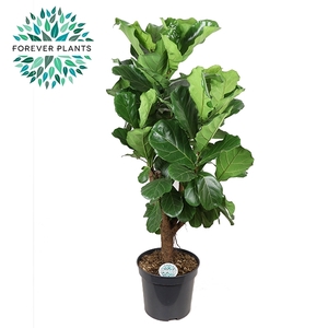 Ficus Lyrata Vertakt p35