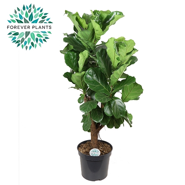 <h4>Ficus Lyrata Vertakt p35</h4>