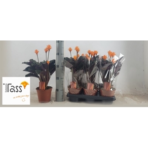 Calathea Crocata