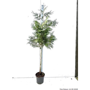 THUJA P AUREA