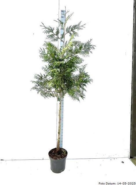 <h4>THUJA P AUREA</h4>