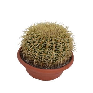 Echinocactus grusonii