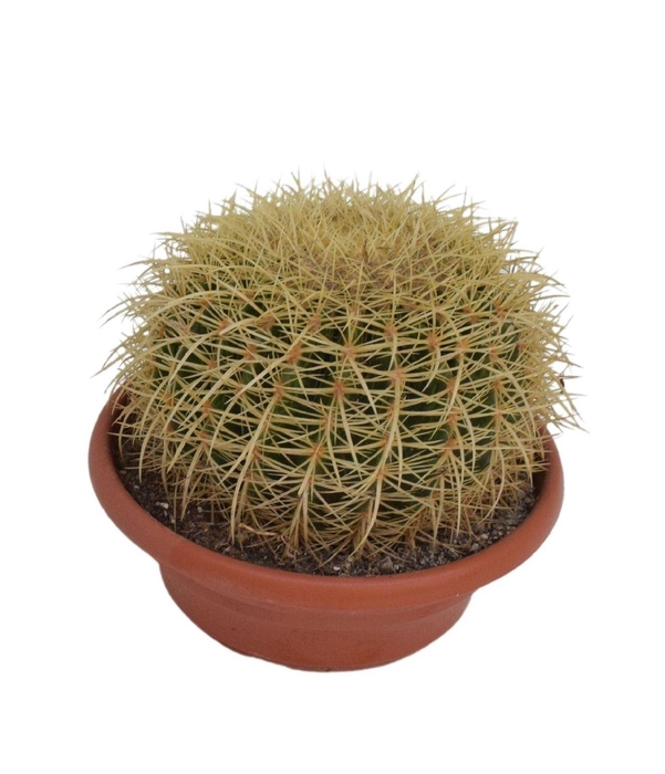 <h4>Echinocactus grusonii</h4>
