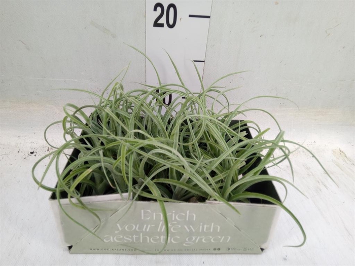<h4>Tillandsia</h4>