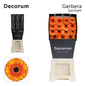 Gerbera Spotlight Diamond