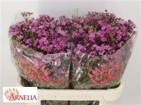 <h4>Chame Purple Rain</h4>