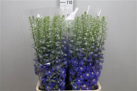 <h4>Delph Du C Blue Shades</h4>