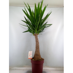 Yucca elephantipes   ...
