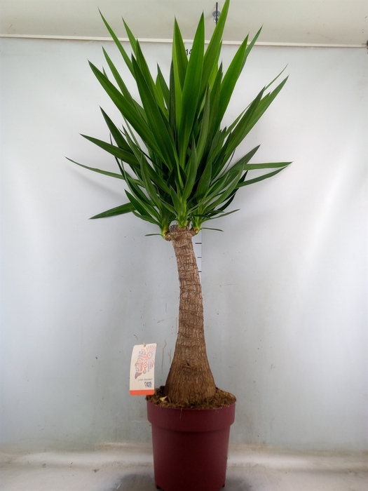 <h4>Yucca elephantipes   ...</h4>