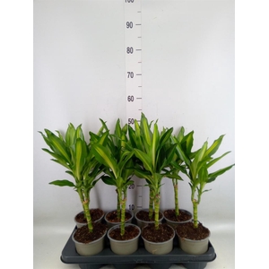 Dracaena frag. 'Cintho'