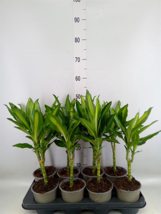 <h4>Dracaena frag. 'Cintho'</h4>