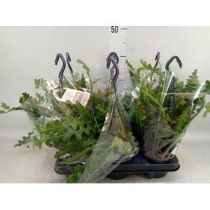 Epiphyllum anguliger