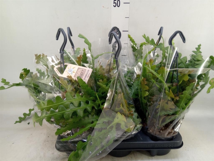 <h4>Epiphyllum anguliger</h4>