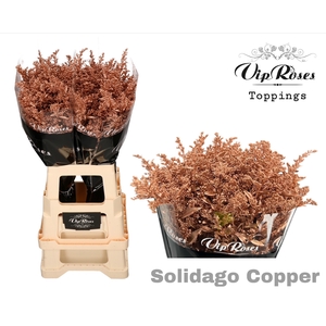 SOLIDAGO COPPER