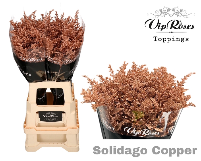 <h4>Solidago Copper</h4>