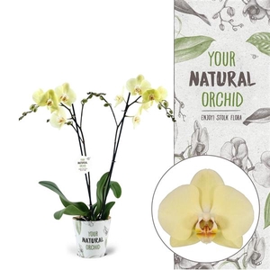 Your Natural Orchid | Cremona | Phalaenopsis 2 spike