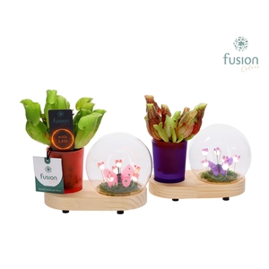 LED Lichtbal Bloemen houten planter met Vleesetende planten