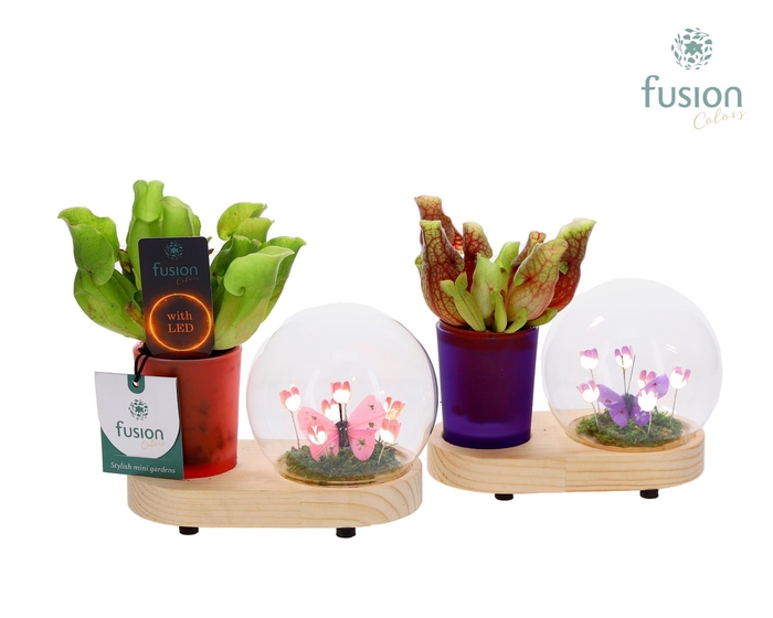 <h4>LED Lichtbal Bloemen houten planter met Vleesetende planten</h4>