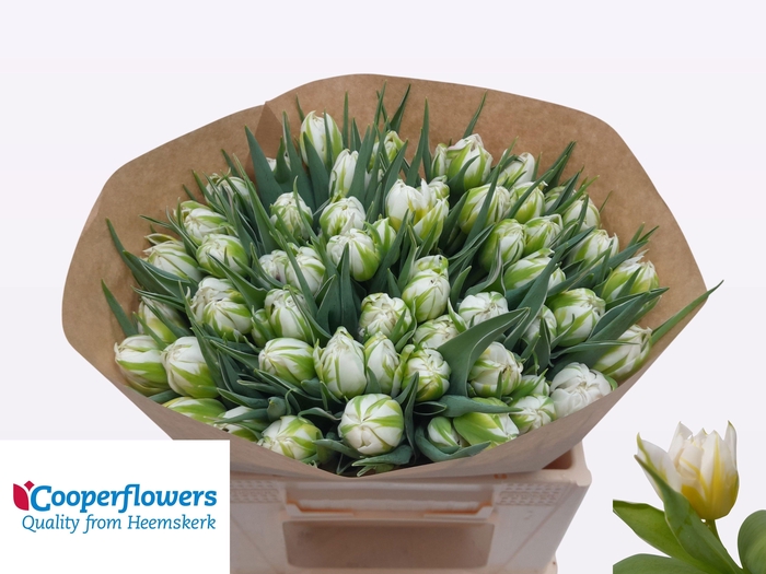 <h4>TU DU PASSWORD</h4>