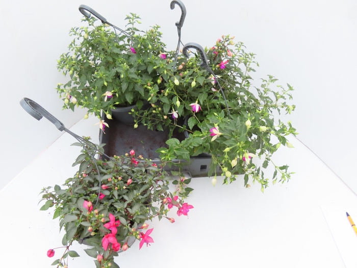 <h4>FUCHSIA GEM</h4>