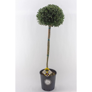Ilex crenata Dark Green