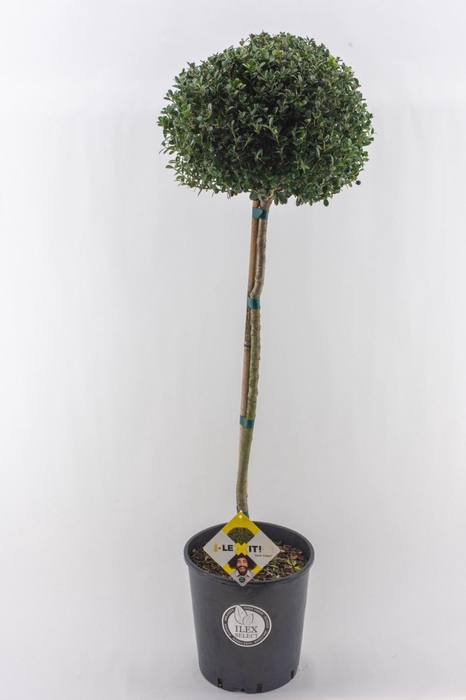 <h4>Ilex crenata Dark Green</h4>