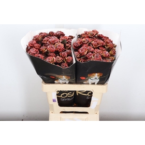 R Tr Wx Flaming Browny Xl