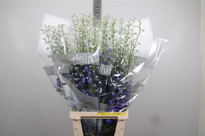 <h4>Delph Du Blue Emerald</h4>