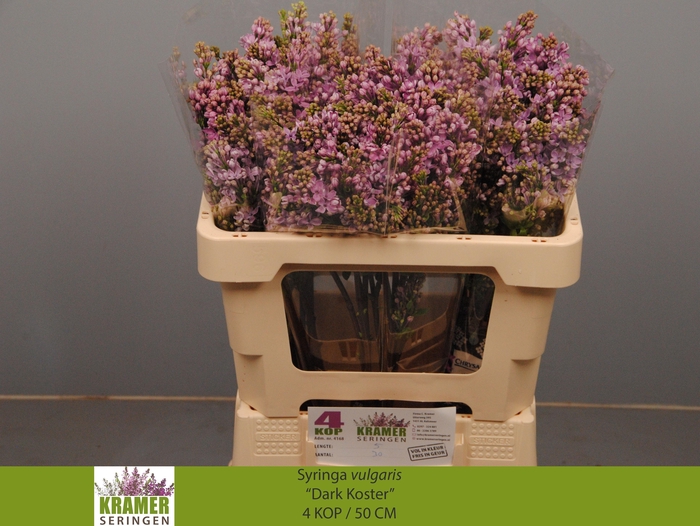 <h4>SYR V DARK KOSTER</h4>