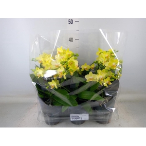 Phalaenopsis multi. 'Ant Albenga'