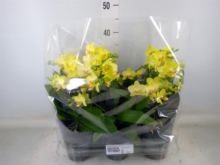 <h4>Phalaenopsis multi. 'Ant Albenga'</h4>