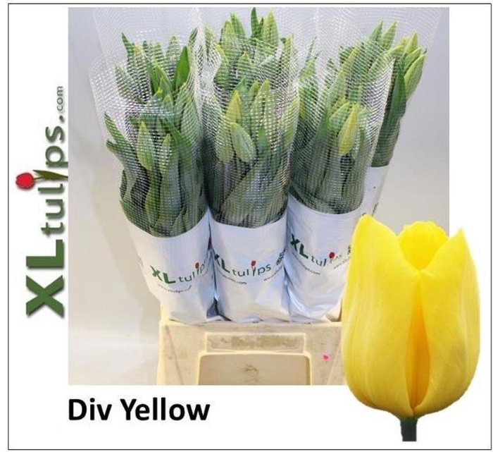 <h4>Tulipa fre yellow</h4>