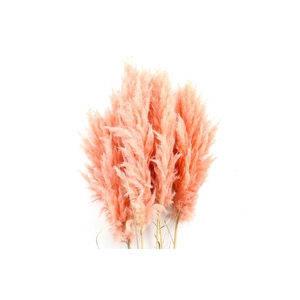 Cortaderia Apricot Super