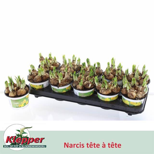 NARCISSUS TETE A TETE P12