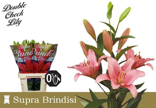 <h4>LI LA BRINDISI</h4>