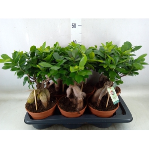 Ficus microcarpa 'Ginseng'