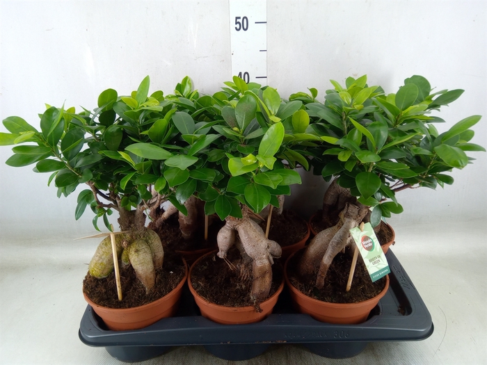 <h4>Ficus microcarpa 'Ginseng'</h4>