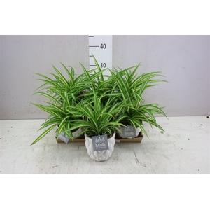 Chlorophytum Co Variegatum Ariel Keramiek