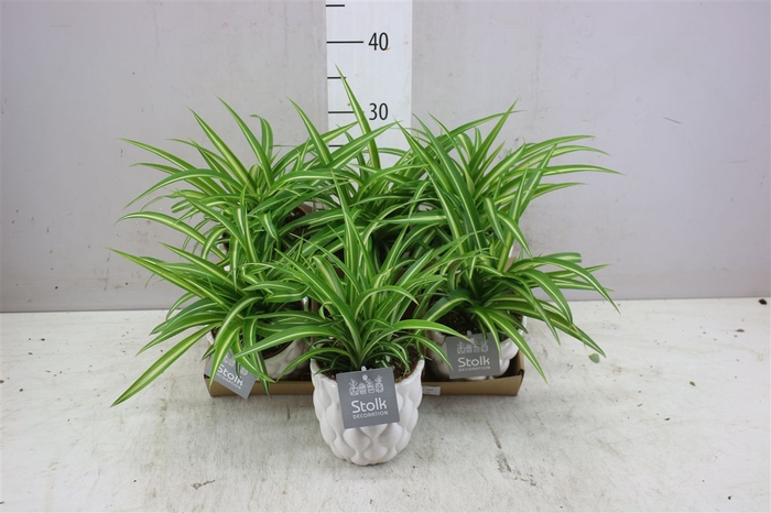 <h4>Chlorophytum Co Variegatum Ariel Keramiek</h4>