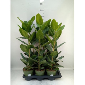 Ficus benghalensis 'Audrey'