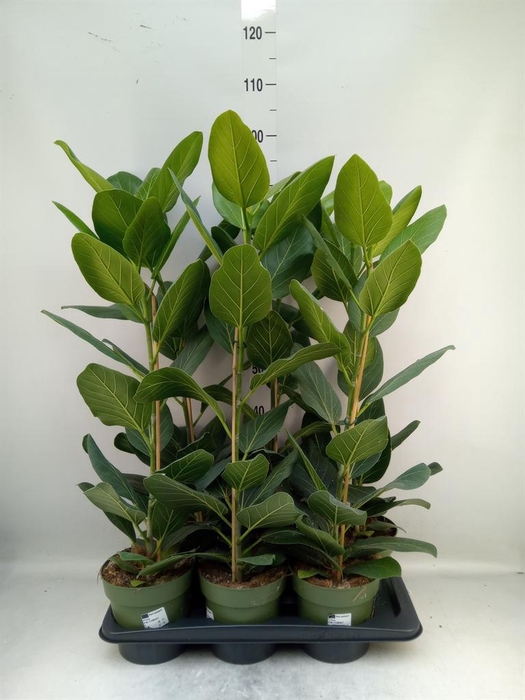 <h4>Ficus benghalensis 'Audrey'</h4>