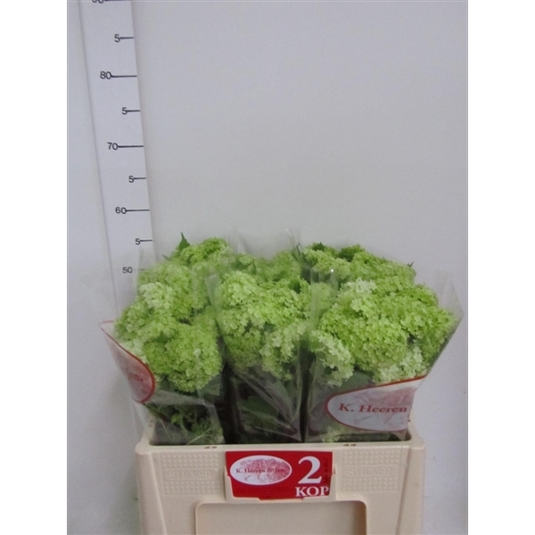 <h4>Viburnum opulus 'Roseum'</h4>