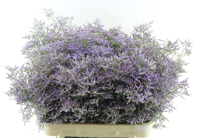 <h4>Lim Saf Classic Blue</h4>