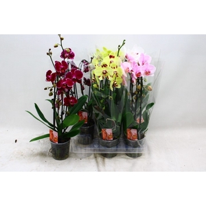 PHAL EL CASCADE