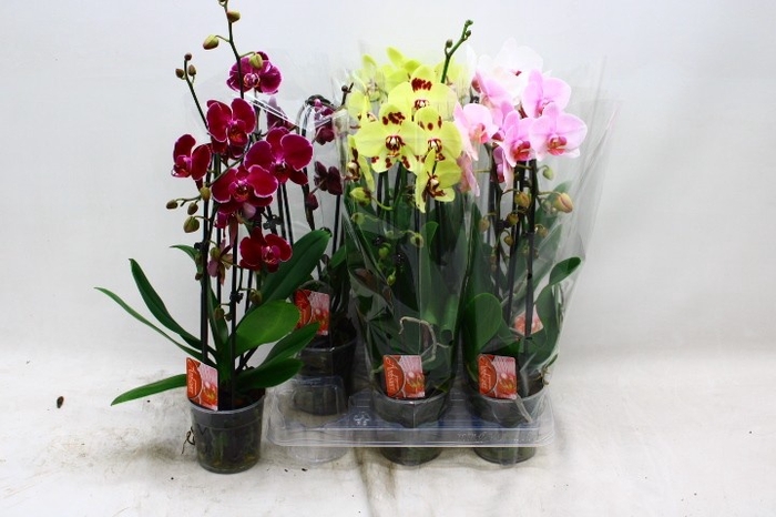 <h4>PHAL EL CASCADE</h4>