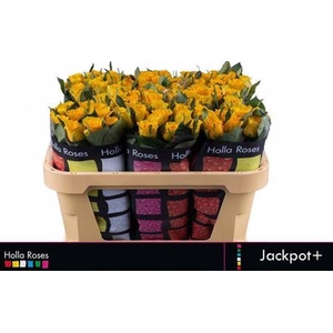 R Gr Jackpot+