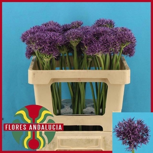 ALLIUM VIOLET BEAUTY