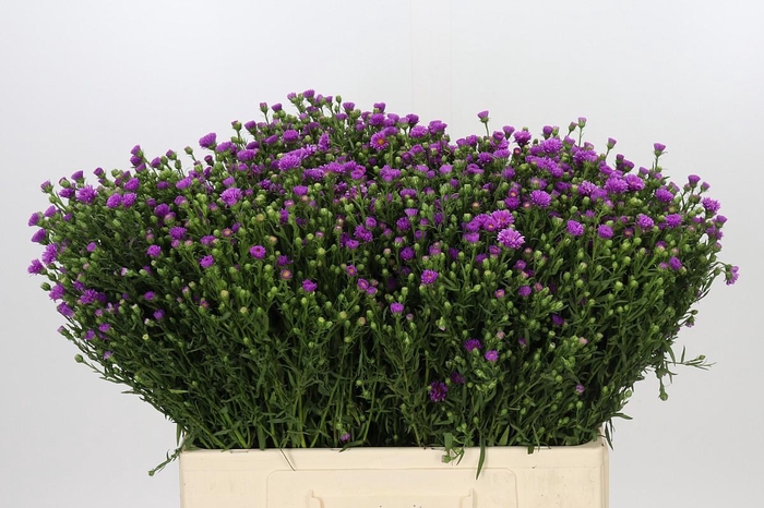 <h4>Aster Casarosa</h4>