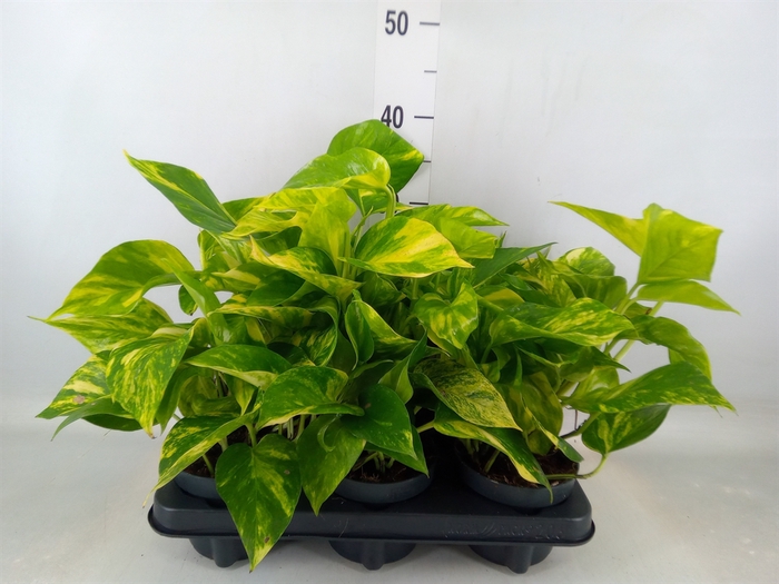 <h4>Epipremnum pinn. 'Hicolor'</h4>