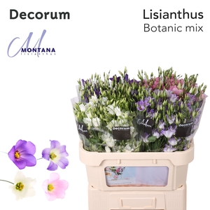 Lisianthus Botanic mix 75cm